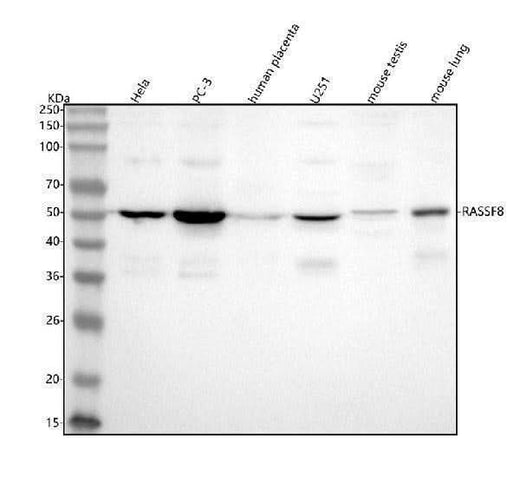 Anti-RASSF8 Antibody Picoband® Boster Bio