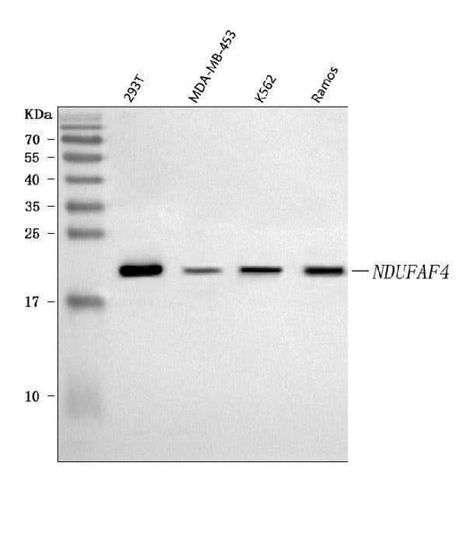 Anti-NDUFAF4 Antibody Picoband® Boster Bio