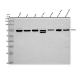 Anti-FARSB Antibody Picoband® Boster Bio