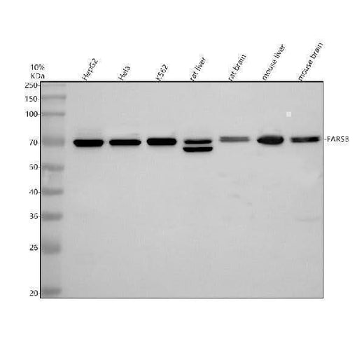 Anti-FARSB Antibody Picoband® Boster Bio