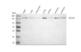 Anti-OPLAH Antibody Picoband® Boster Bio