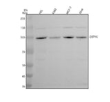 Anti-DSTYK Antibody Picoband® Boster Bio