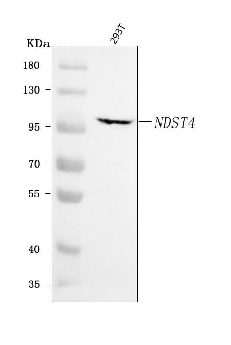 Anti-NDST4 Antibody Picoband® Boster Bio