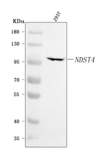 Anti-NDST4 Antibody Picoband® Boster Bio