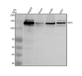 Anti-ESF1 Antibody Picoband® Boster Bio