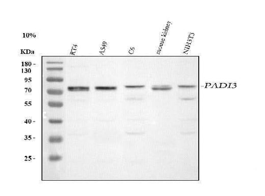 Anti-PADI3 Antibody Picoband® Boster Bio