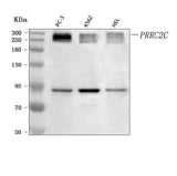 Anti-PRRC2C Antibody Picoband® Boster Bio