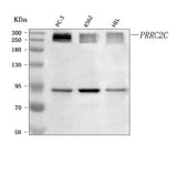 Anti-PRRC2C Antibody Picoband® Boster Bio