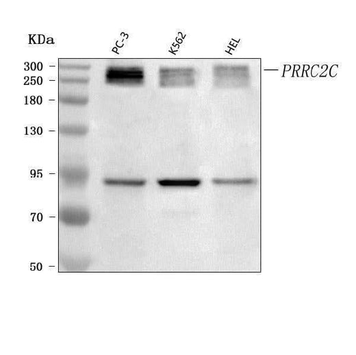 Anti-PRRC2C Antibody Picoband® Boster Bio