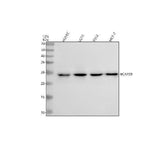 Anti-BAP29/BCAP29 Antibody Picoband® Boster Bio