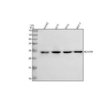 Anti-BAP29/BCAP29 Antibody Picoband® Boster Bio