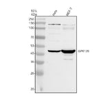 Anti-GPR139 Antibody Picoband® Boster Bio
