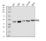 Anti-MPPB/PMPCB Antibody Picoband® Boster Bio