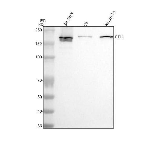 Anti-RTL1 Antibody Picoband® Boster Bio