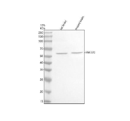 Anti-RNF220 Antibody Picoband® Boster Bio
