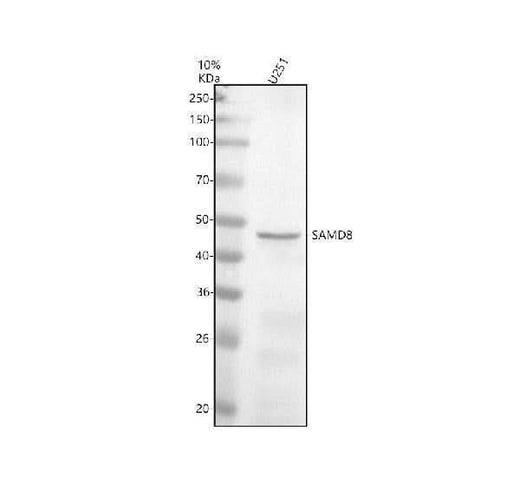 Anti-SAMD8 Antibody Picoband® Boster Bio