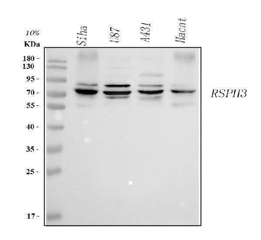 Anti-RSPH3 Antibody Picoband® Boster Bio