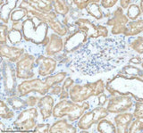 Anti-SLC9A7 Antibody Boster Bio