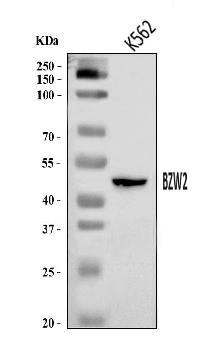 Anti-BZW2 Antibody Picoband® Boster Bio