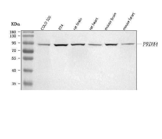 Anti-PRDM4 Antibody Picoband® Boster Bio