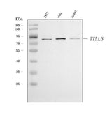 Anti-TTLL3 Antibody Picoband® Boster Bio