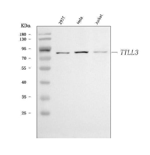 Anti-TTLL3 Antibody Picoband® Boster Bio