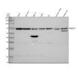 Anti-PKNOX2 Antibody Picoband® Boster Bio