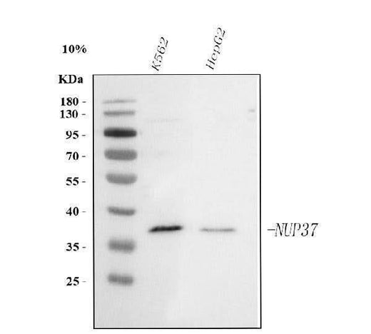 Anti-NUP37 Antibody Picoband® Boster Bio