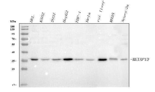Anti-METAP1D Antibody Picoband® Boster Bio