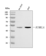 Anti-RIMKLA Antibody Picoband® Boster Bio