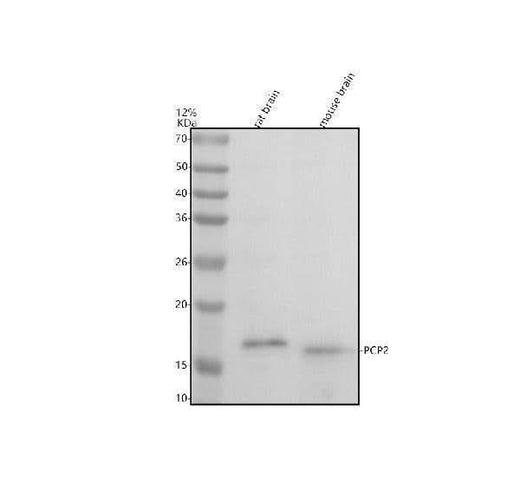 Anti-PCP2 Antibody Picoband® Boster Bio