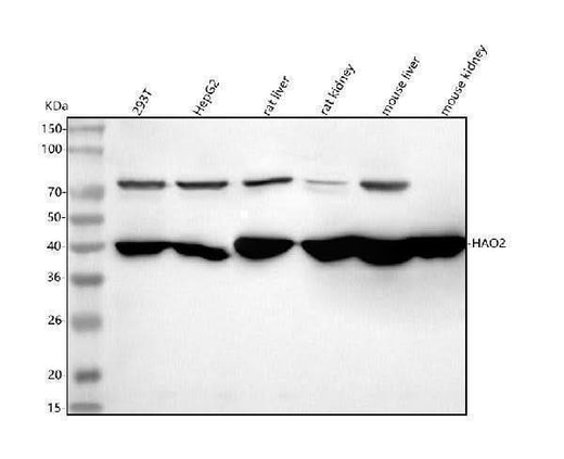 Anti-HAO2 Antibody Picoband® Boster Bio