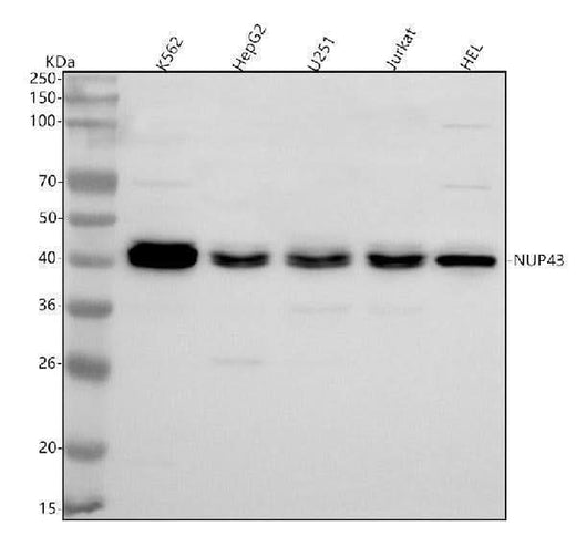 Anti-NUP43 Antibody Picoband® Boster Bio