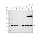 Anti-PRR3 Antibody Picoband® Boster Bio