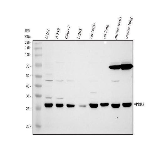 Anti-PRR3 Antibody Picoband® Boster Bio