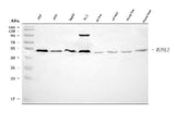 Anti-MIPOL1 Antibody Picoband® Boster Bio