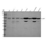 Anti-SLC24A3 Antibody Picoband® Boster Bio