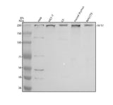 Anti-INTS1 Antibody Picoband® Boster Bio