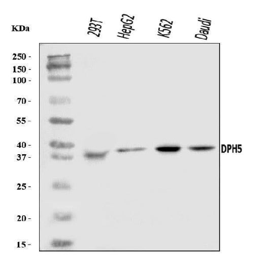 Anti-DPH5 Antibody Picoband® Boster Bio