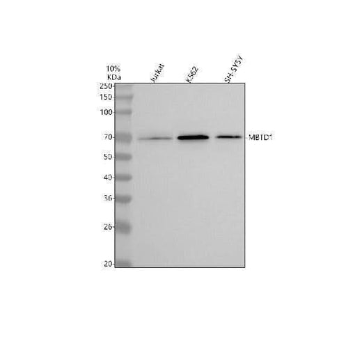 Anti-MBTD1 Antibody Picoband® Boster Bio