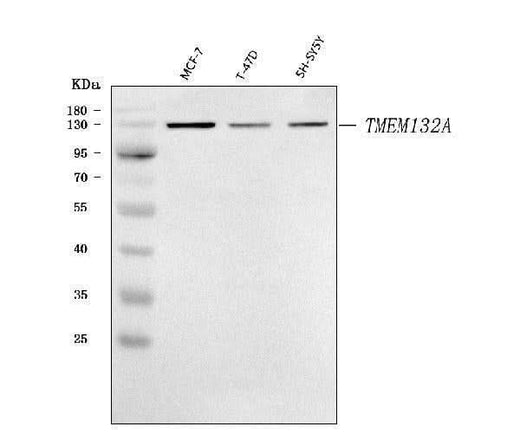 Anti-TMEM132A Antibody Picoband® Boster Bio