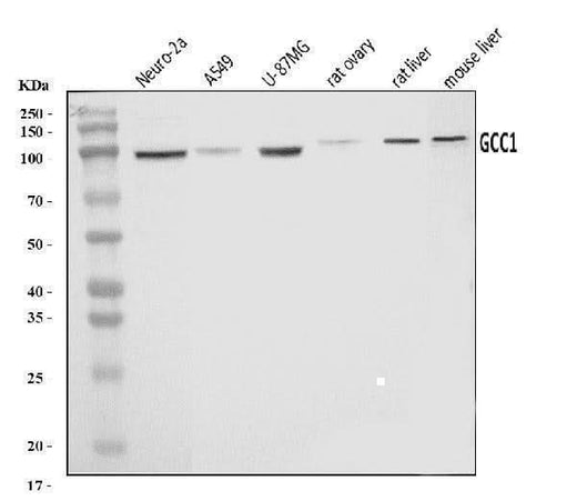 Anti-GCC1 Antibody Picoband® Boster Bio