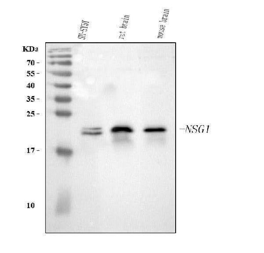 Anti-NSG1 Antibody Picoband® Boster Bio
