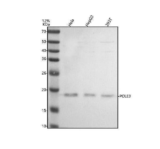 Anti-POLE3 Antibody Picoband® Boster Bio