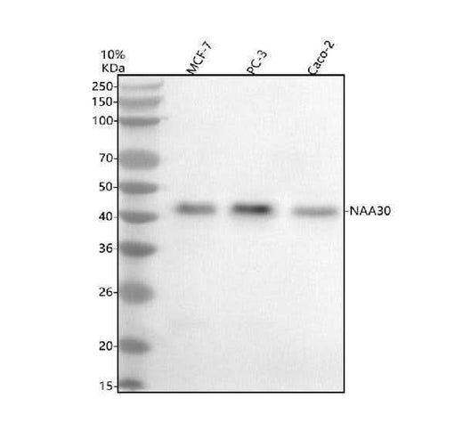 Anti-NAT12/NAA30 Antibody Picoband® Boster Bio