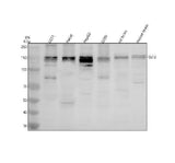 Anti-SLF2 Antibody Picoband® Boster Bio