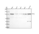 Anti-FAM40B/STRIP2 Antibody Picoband® Boster Bio