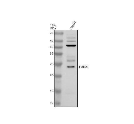 Anti-TMED1 Antibody Picoband® Boster Bio