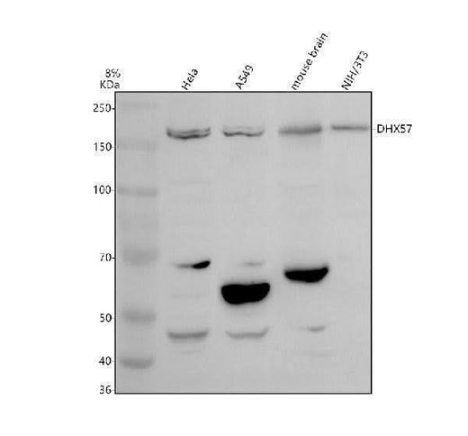 Anti-DHX57 Antibody Picoband® Boster Bio