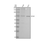 Anti-EEFSEC Antibody Picoband® Boster Bio